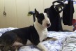 Tao  Bull Terrier  2 anni (2) sul letto